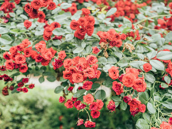 Close-up of red flowering plants