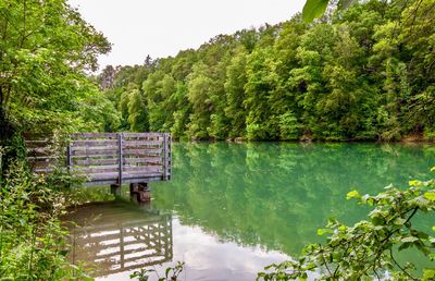 Scenic view of lake in forest