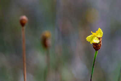 Close-up of wilted flower