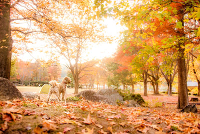 Sunlight falling on autumn leaves