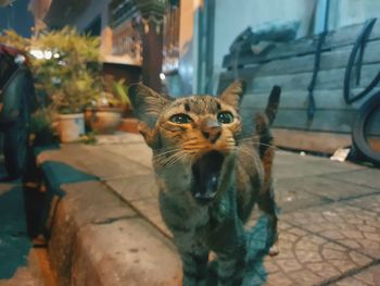 Portrait of a cat sitting on footpath