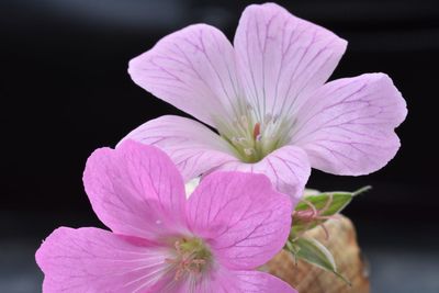 Close-up of pink flower against black background