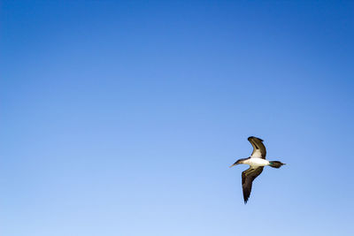 Low angle view of seagull flying against clear blue sky