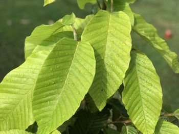 Close-up of green leaves