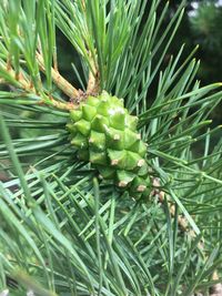 Close-up of pine tree