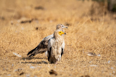 High angle view of hawk on field