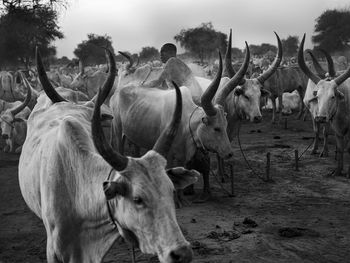 Portrait of cow with men 