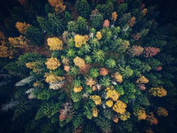 High angle view of flowering plants in park