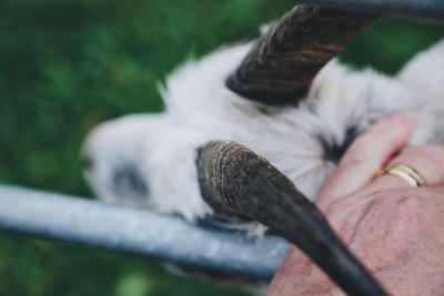 Close-up of a cat