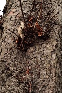Close-up of lizard on tree trunk