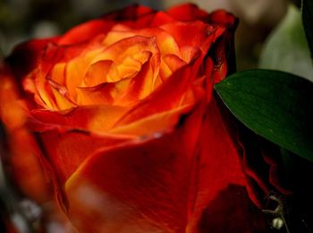 Close-up of flower