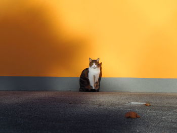 Cat against orange wall