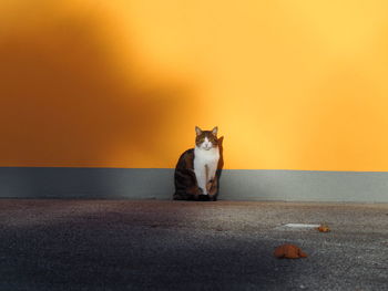 Cat on wall