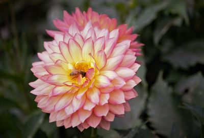 Close-up of insect on pink flower