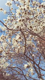 Low angle view of flowers on tree