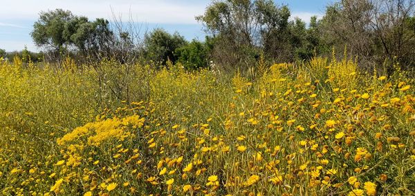 Yellow flowering plants on field against sky
