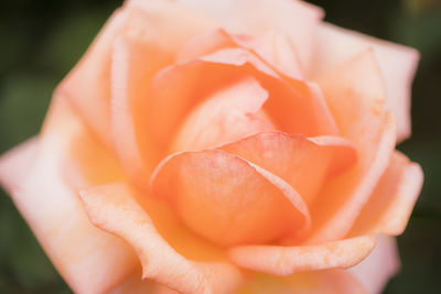 Close-up of rose