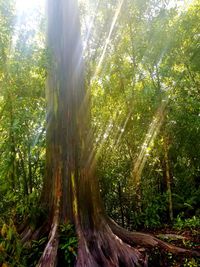 Sunlight streaming through trees in forest