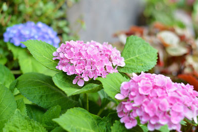 Close-up of pink flowering plant