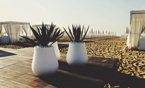 Close-up of potted plants on table