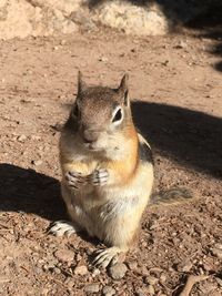 Friendly chipmunk 