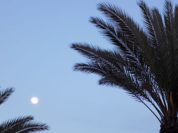 Low angle view of palm tree against clear blue sky