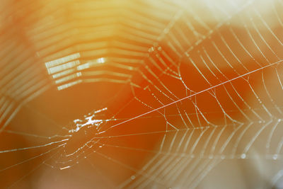 Close-up of spider on web