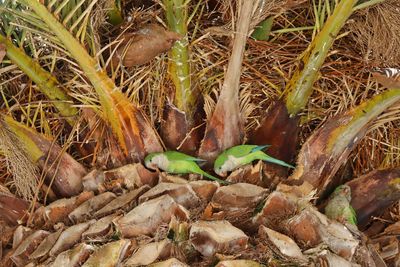 Close-up of lizard on field