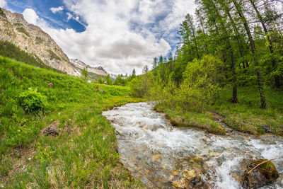 Scenic view of river in forest against sky