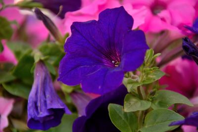 Close-up of purple flowers blooming outdoors