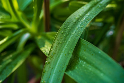 Close-up of wet plants