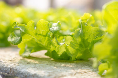 Close-up of green leaves on plant