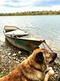 View of a dog on the lake