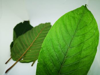 Close-up of green leaves