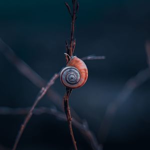 Beautiful snail on the plant in the nature in autumn season