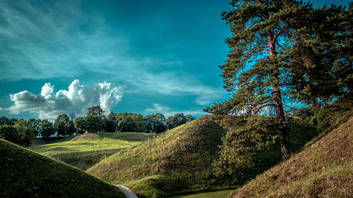 Trees on field against sky