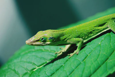 Close-up of lizard on leaf