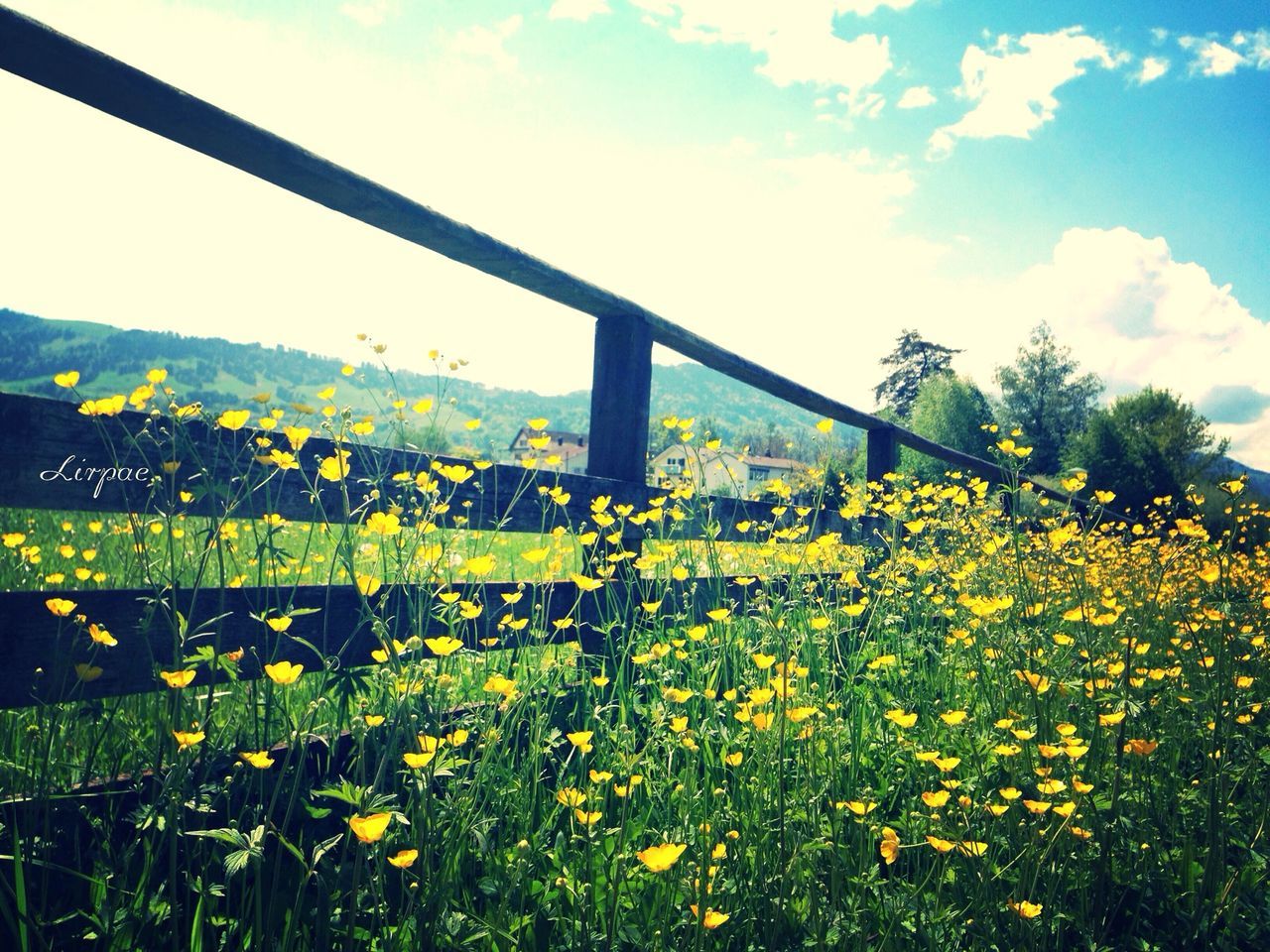 flower, yellow, growth, freshness, sky, field, beauty in nature, plant, nature, fragility, blooming, rural scene, agriculture, landscape, cloud - sky, in bloom, built structure, tranquil scene, day, cloud