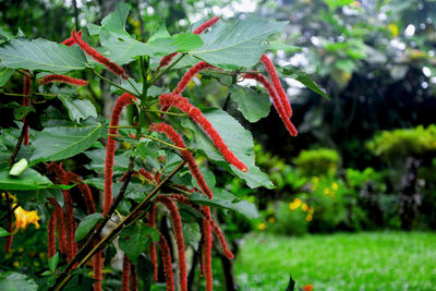 Close-up of red berries on plant