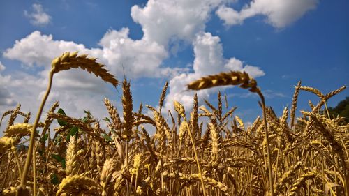 Close-up of crops growing on field against sky