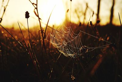 Close-up of water drops on spider web against sky