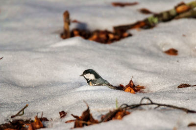 Coal tit in snow searching for beech seeds