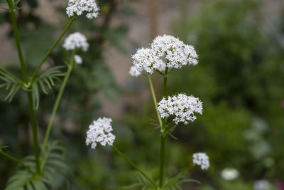 Close-up of white flowering plant on field