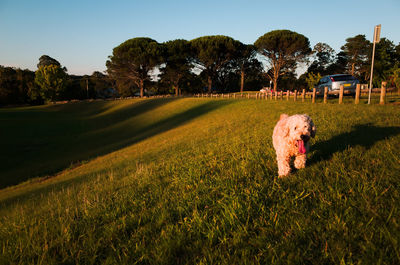 Pet dog running on grass