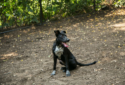 Black dog sitting on field
