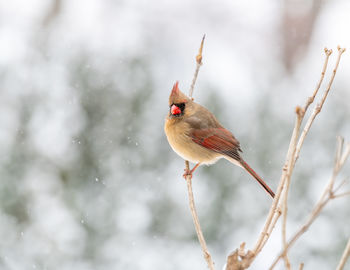 Close-up of bird perching on plant during winter