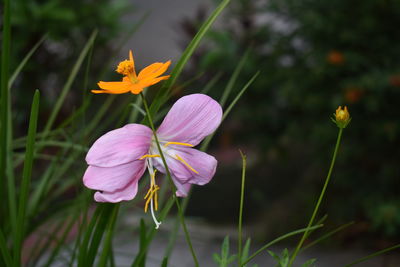 Close-up of yellow flowering plant