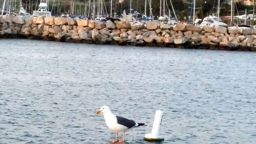 Swans swimming in lake