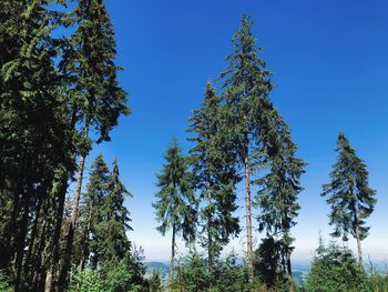 Low angle view of pine trees against sky
