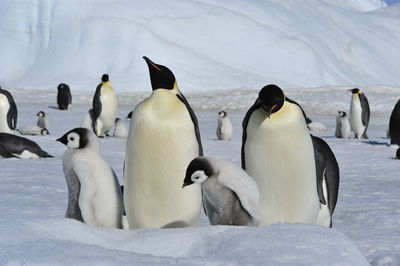 View of birds on frozen lake